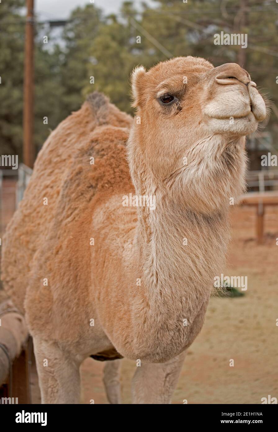 Female Camel High Resolution Stock Photography And Images Alamy