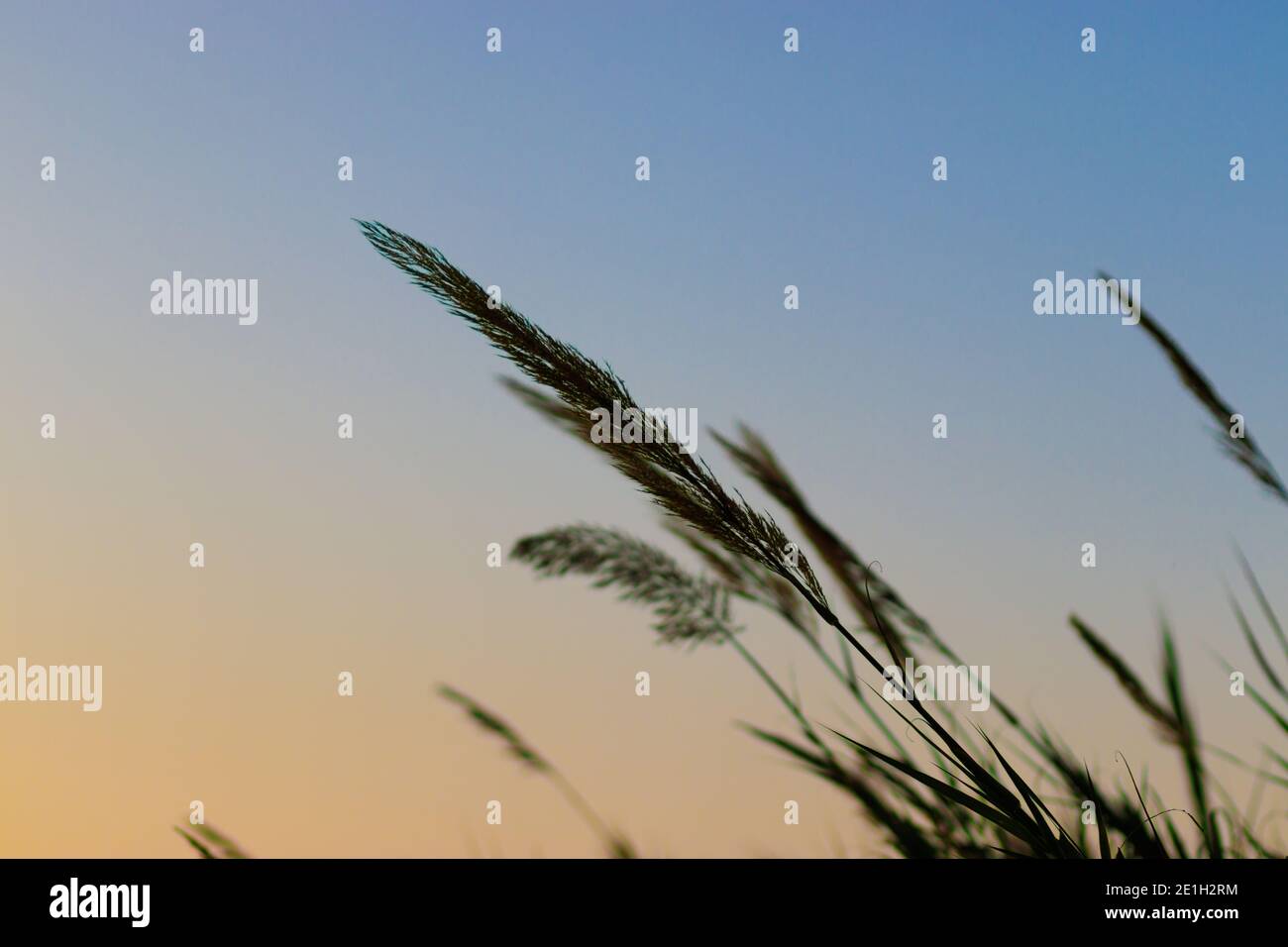 common reed that grow on the banks of a water reservoir, in a water ...