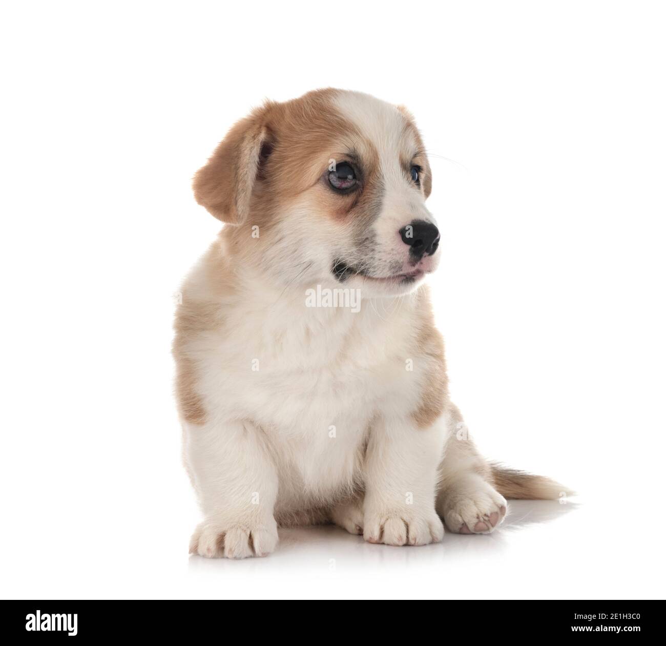 young Pembroke Welsh Corgi in front of white background Stock Photo - Alamy