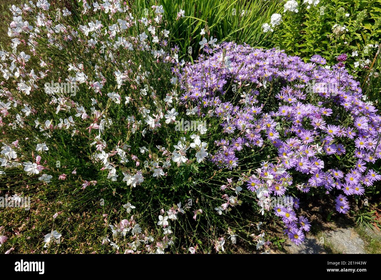 Aster amellus Silbersee Gaura Stock Photo