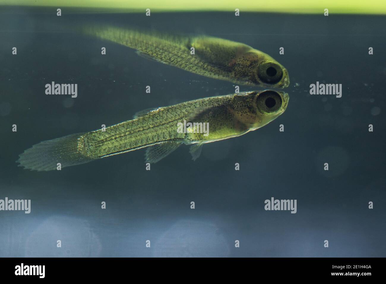 A newly born guppy (Poecilia reticulata) floats at the waters surface, these small fish are live bearing and the juvenile fish are tiny. Stock Photo