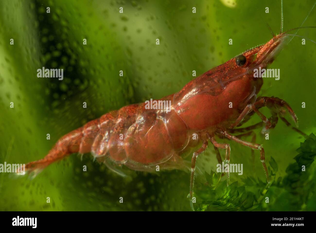 A close up of a red cherry shrimp (Neocaridina davidi), a species commonly kept in freshwater aquariums. Stock Photo