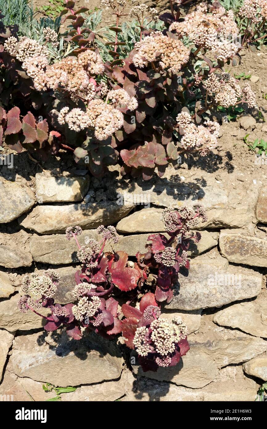 Hylotelephium telephium Ruprechtii Sedum garden dry wall plants Stock Photo
