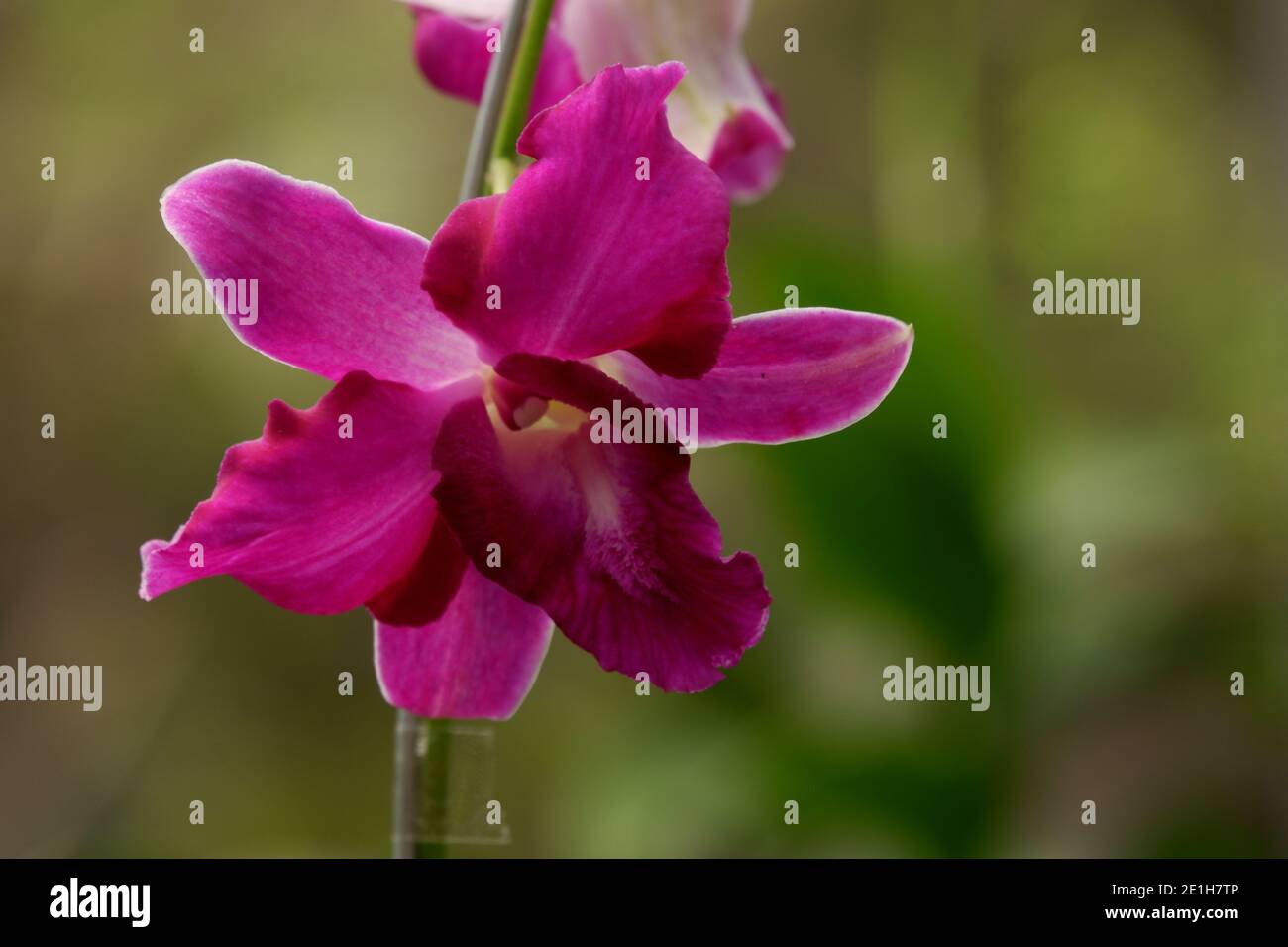 close up image of beautiful purple dendrobium orchid flowers isolated on blur background Stock Photo