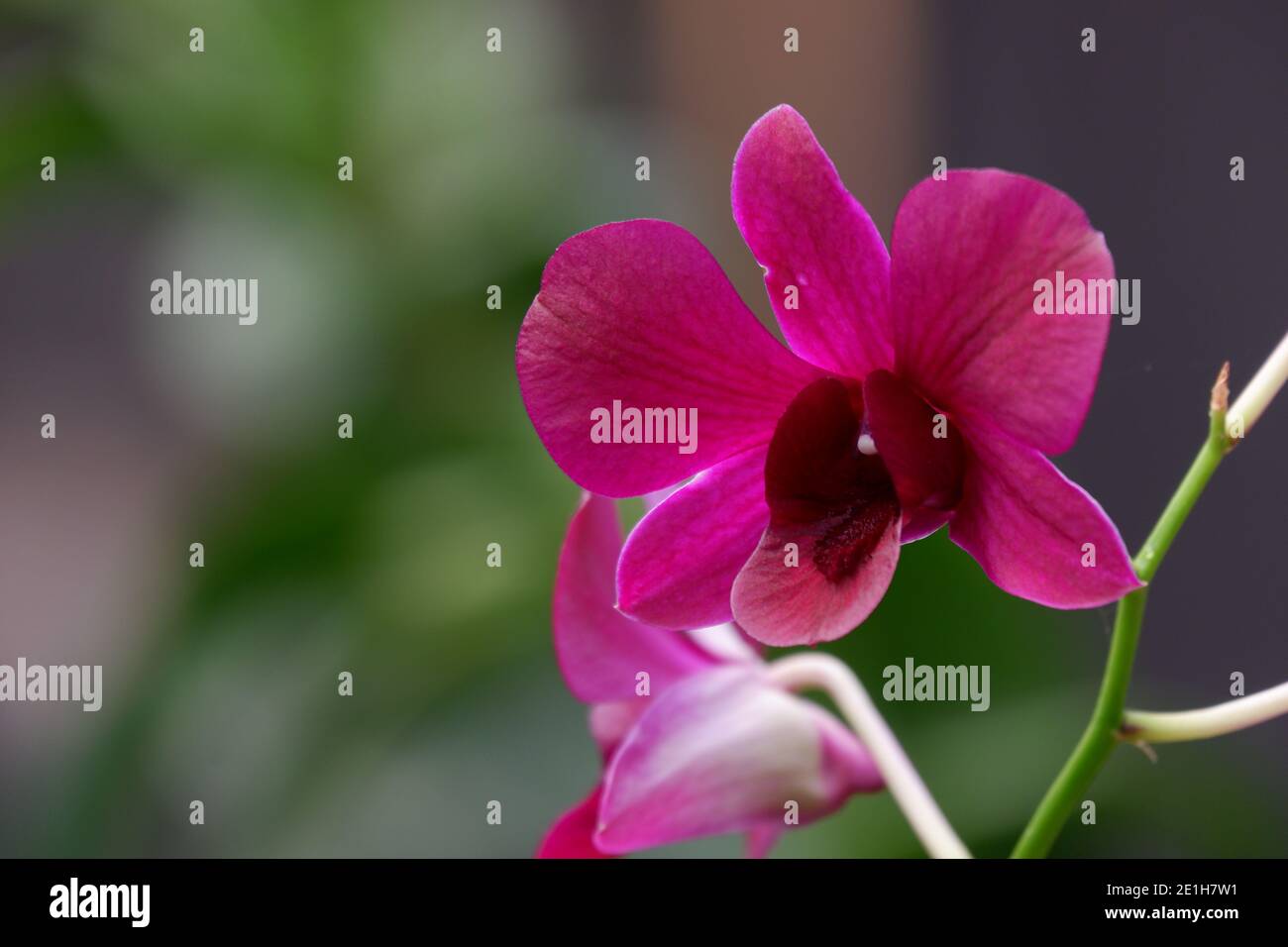 close up image of beautiful purple dendrobium orchid flowers isolated on blur background Stock Photo