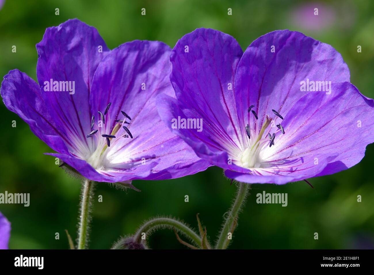 Hardy geraniums Geranium Nimbus Stock Photo