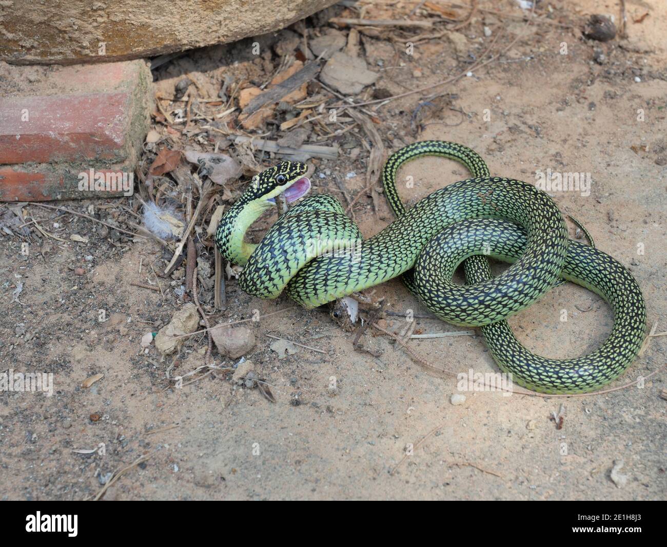 Golden Tree Snake (Chrysopelea ornata) biting and wrapping around a common tree frog to eating, Hunting of reptile Stock Photo