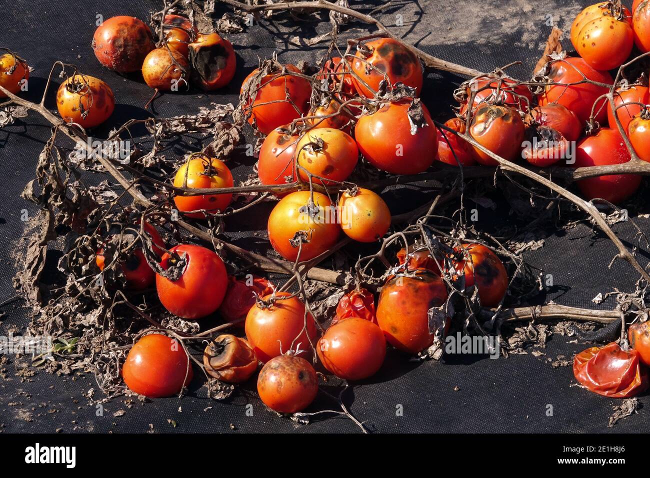 Plastic mulch in a tomato Solanum lycopersicum produce tomatoes Stock Photo