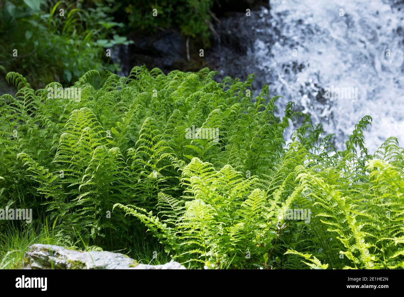Gebirgs-Frauenfarn, Alpen-Waldfarn, Athyrium distentifolium, Athyrium alpestre, alpine lady-fern, Alpine Lady Fern, L'Athyrium des Alpes, Österreich, Stock Photo