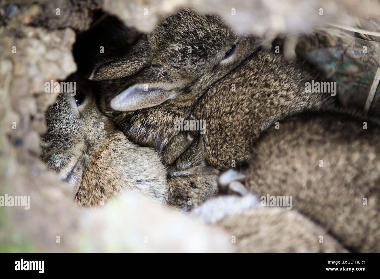 Wild rabbits in ground nest in Kent Stock Photo