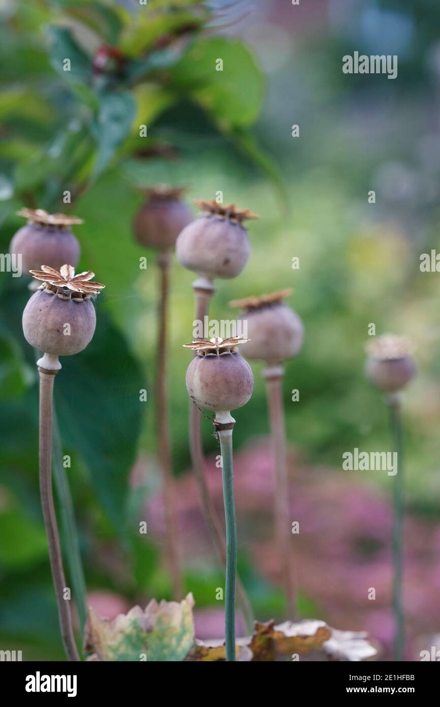 Papaver somniferum. Poppy seedheads in a cottage garden. Stock Photo