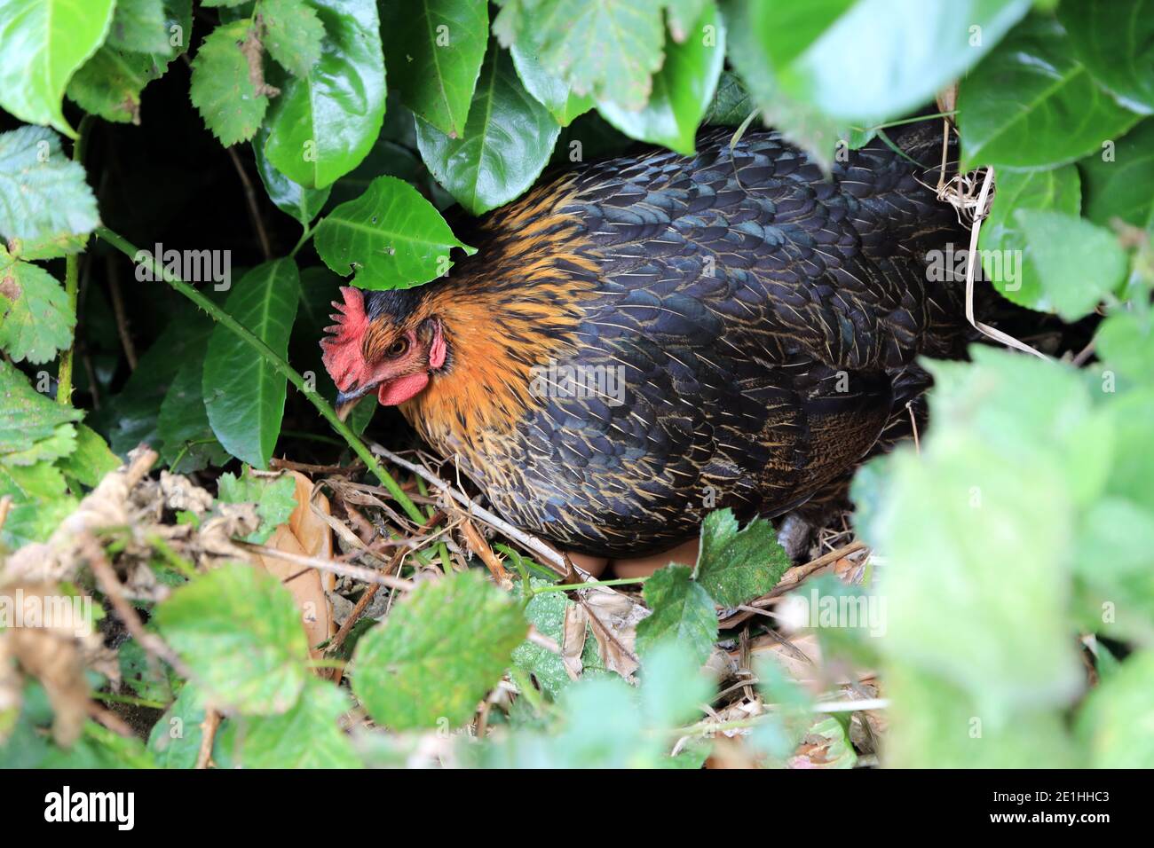 Hybrid pet chicken sitting on nest of hidden eggs under a hedge in a