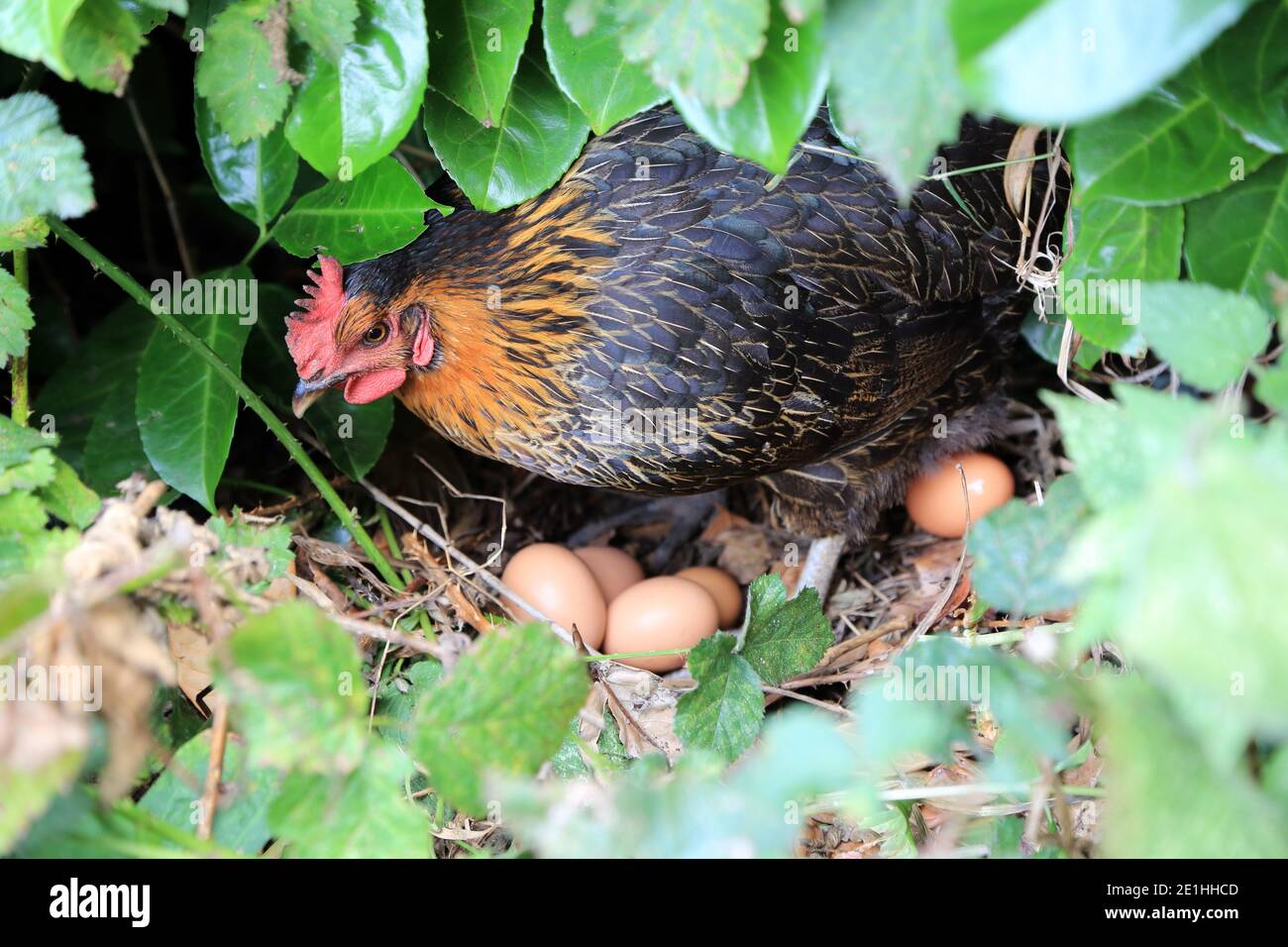 Hybrid pet chicken on nest of hidden eggs under a hedge in a garden in
