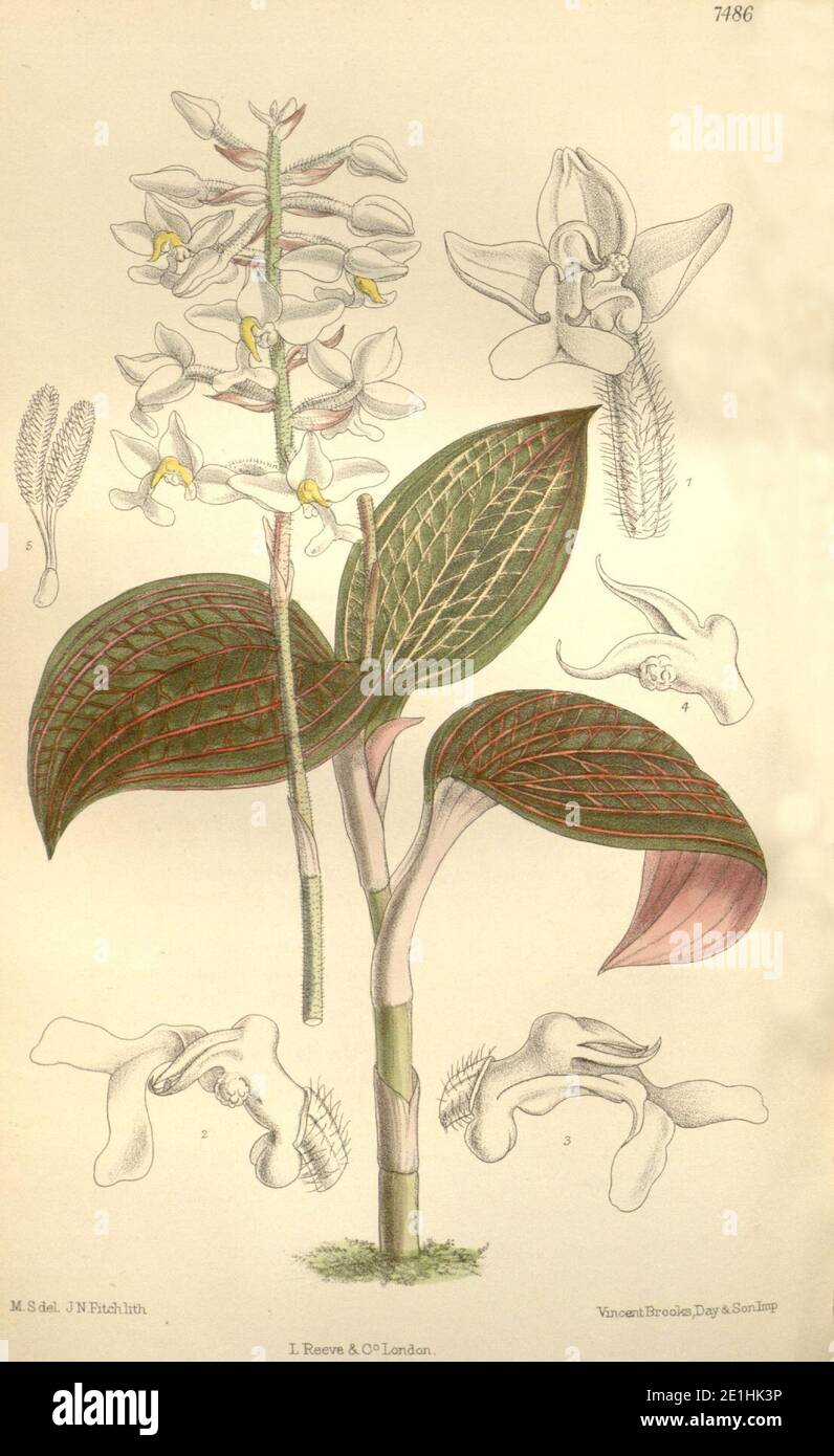 Ludisia discolor (as Haemaria dawsoniana) - Curtis' 122 (Ser. 3 no. 52) pl. 7486 (1896). Stock Photo