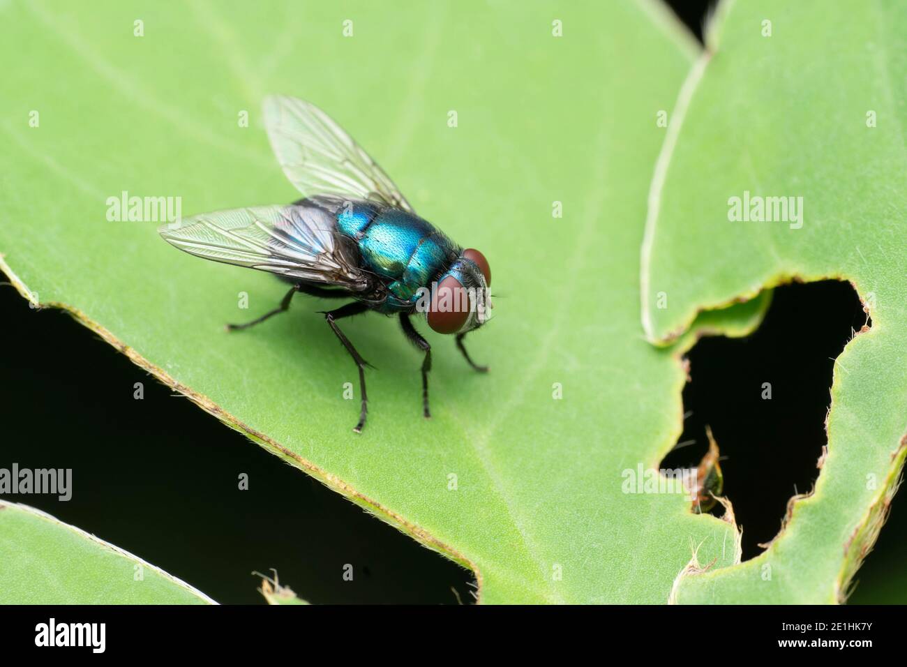 Blue bottle fly, Calliphora vomitoria, Pune, Maharashtra, India Stock Photo
