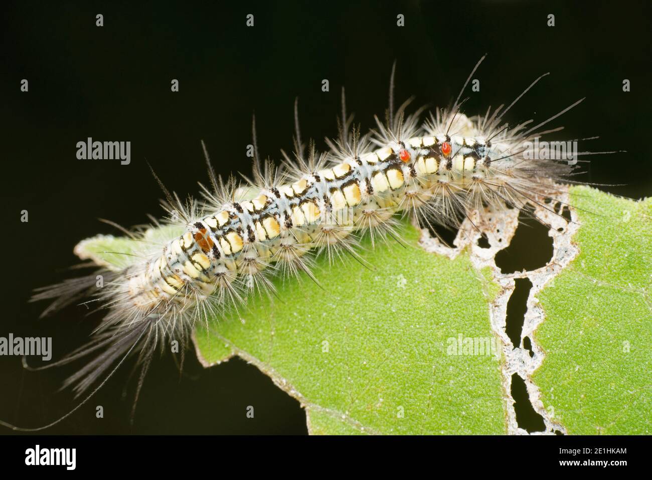 Dagger moth caterpillar, Acronicta psi, Pune, Maharashtra, India Stock Photo