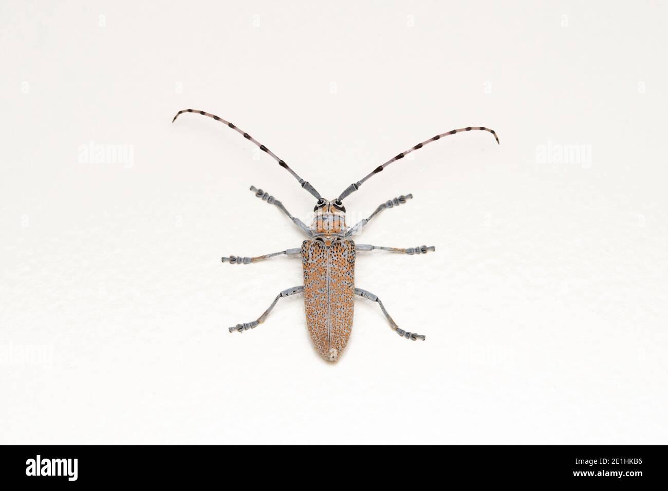 Dorsal of Long horn beetle, Batocera rufomaculata, Pune, Maharashtra, India Stock Photo