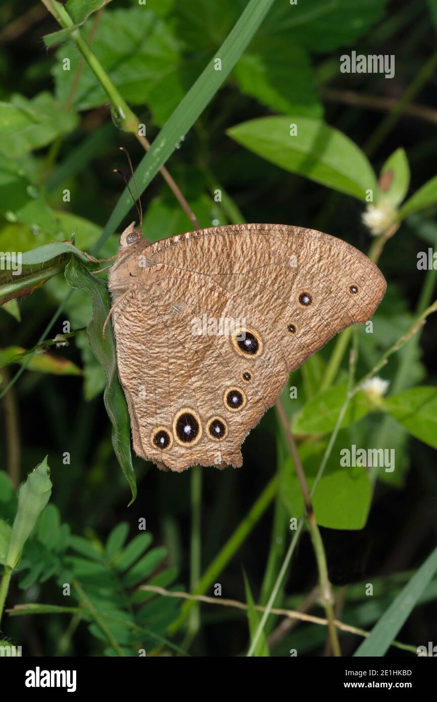 Evening brown butterfly, lateral view, Melanitis leda, Pune