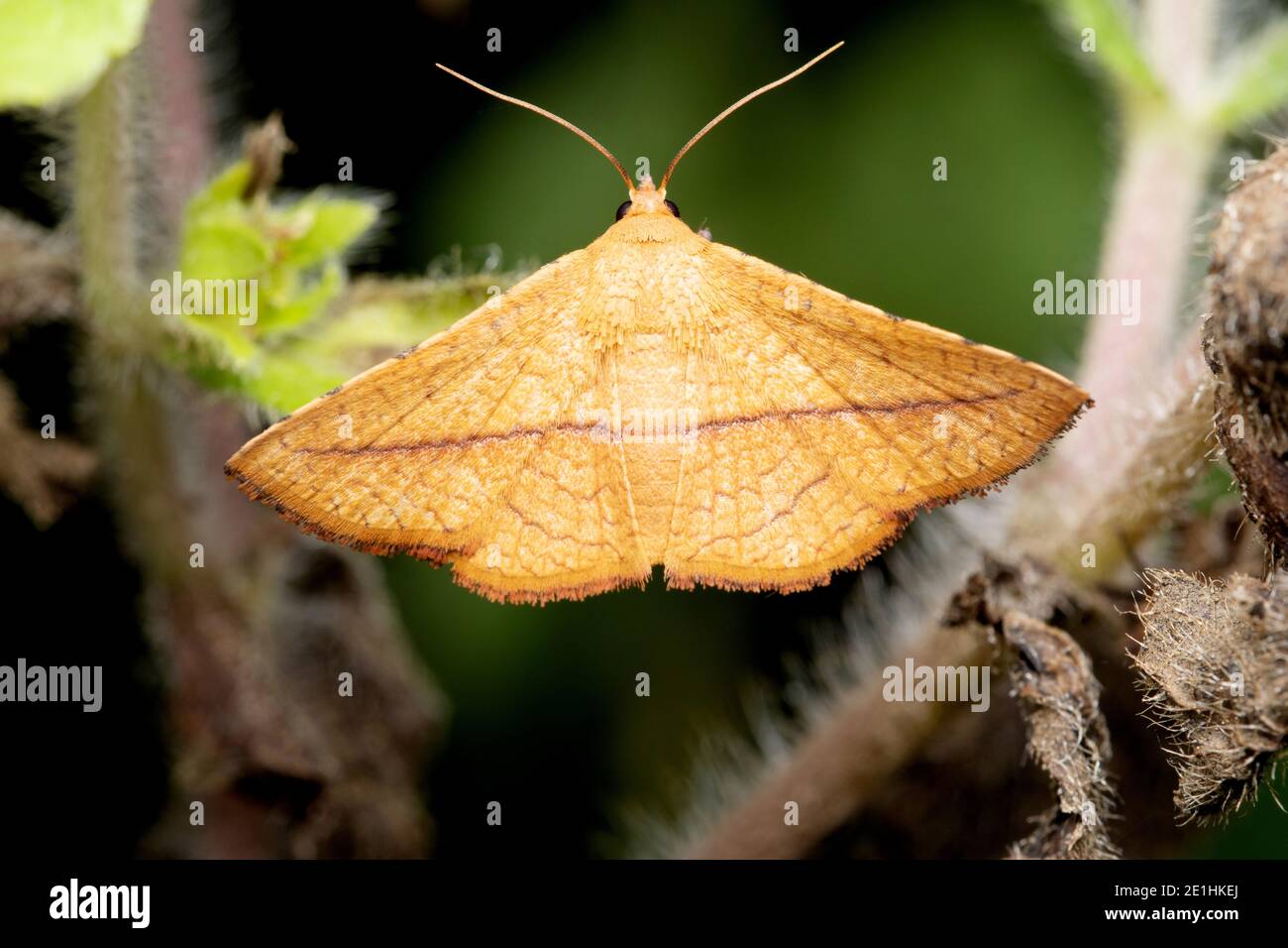 Leaf mimic Moth, Striglina scitaria, Pune, Maharashtra, India Stock Photo