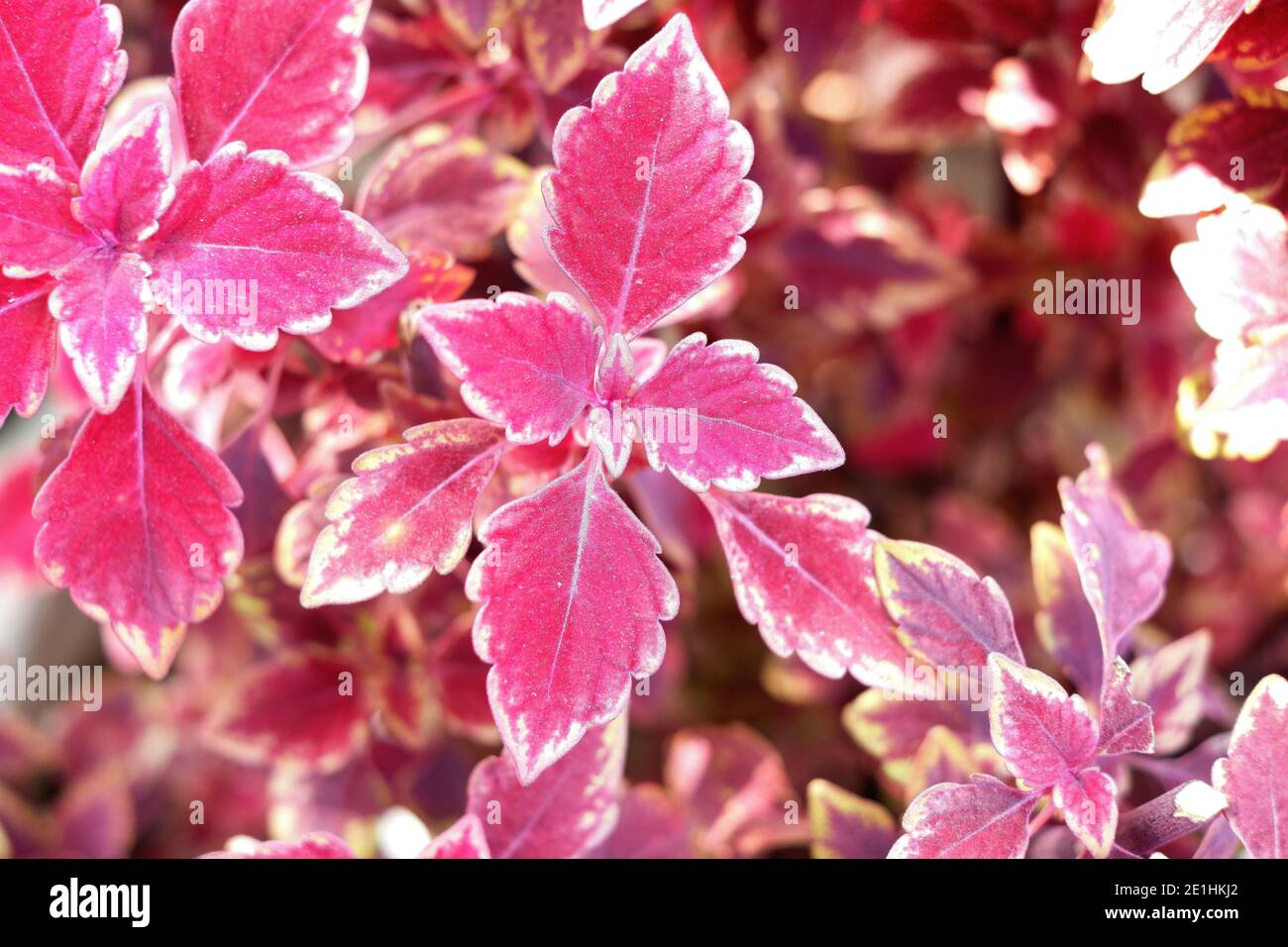 White red flame pattern hi-res stock photography and images - Alamy