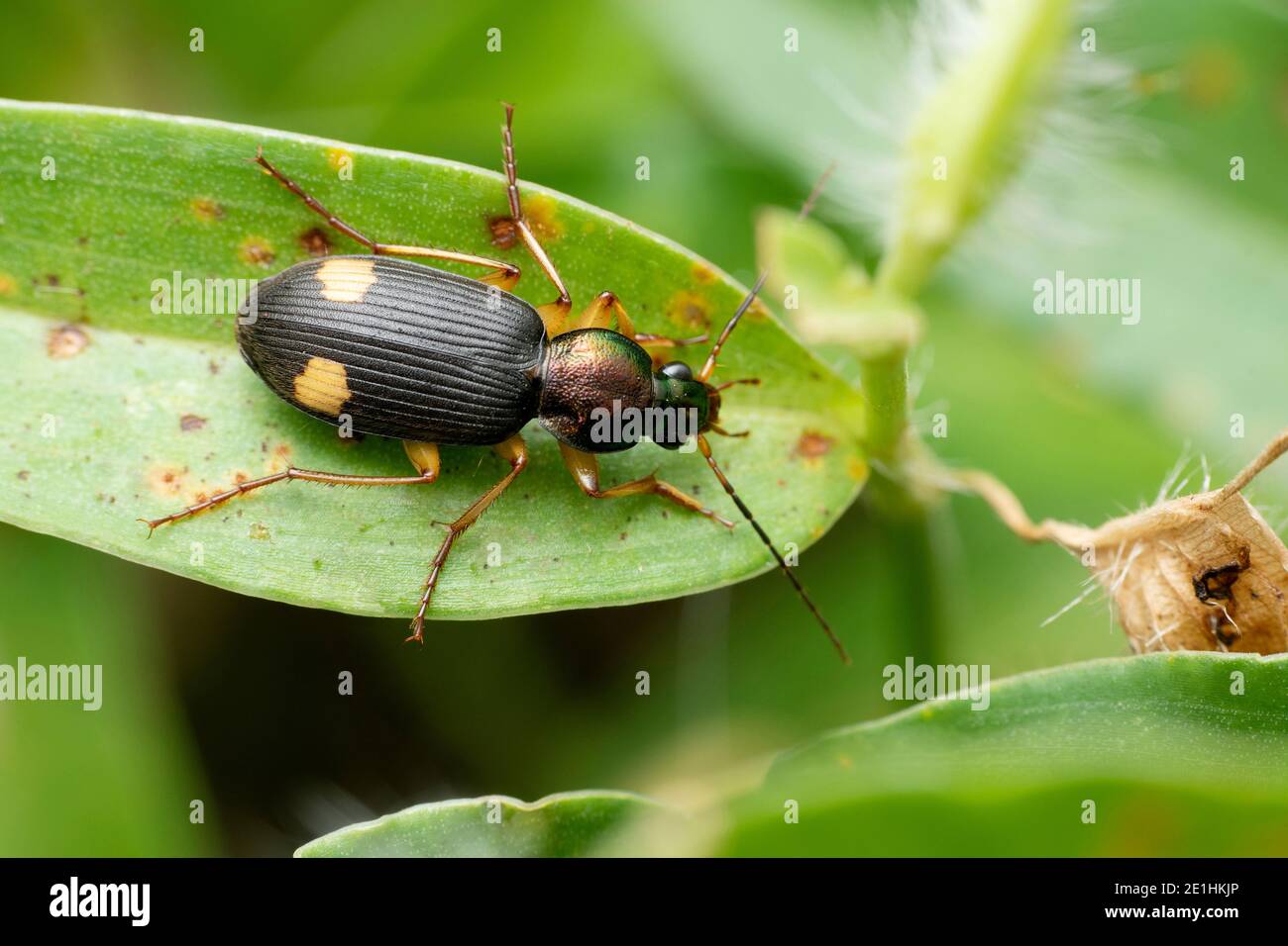 Dorsal of Ground beetle, Chlaenius boneili, Satara, Maharashtra, India Stock Photo