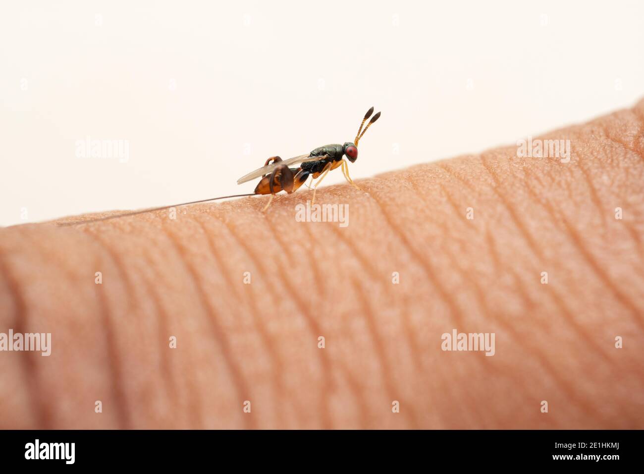 Fig parasitic wasp, Apocrypta guineensis, Satara, Maharashtra, India Stock Photo