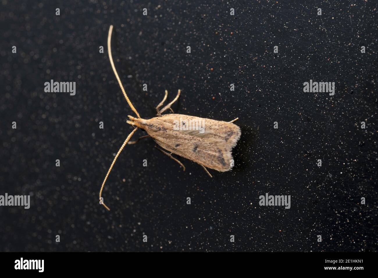 Long horned moths, Crocanthes micradelpha, Satara, Maharashtra, India Stock Photo