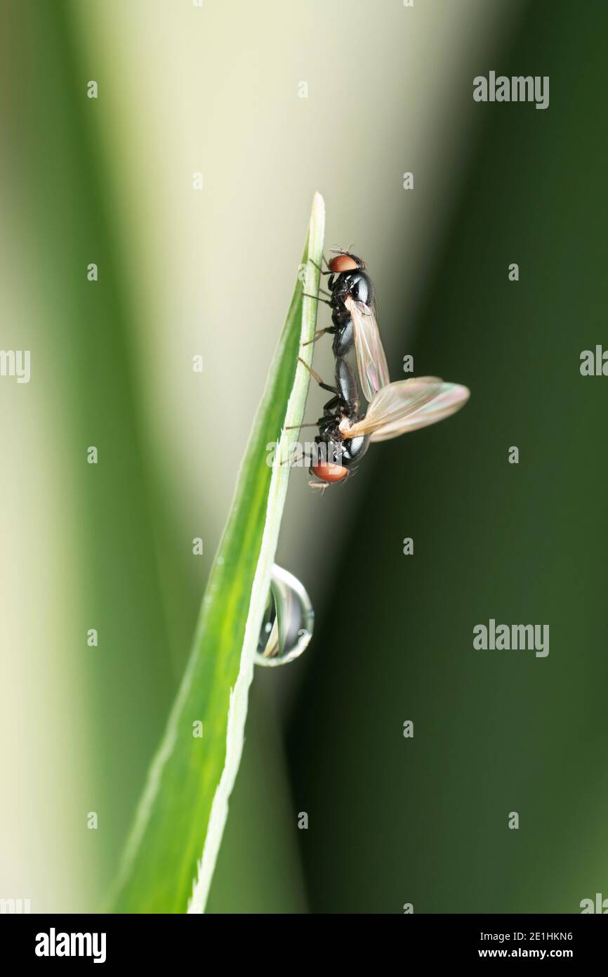 Mating pair of eye gnats, Liohippelates apicatus, Satara, Maharashtra, India Stock Photo Alamy