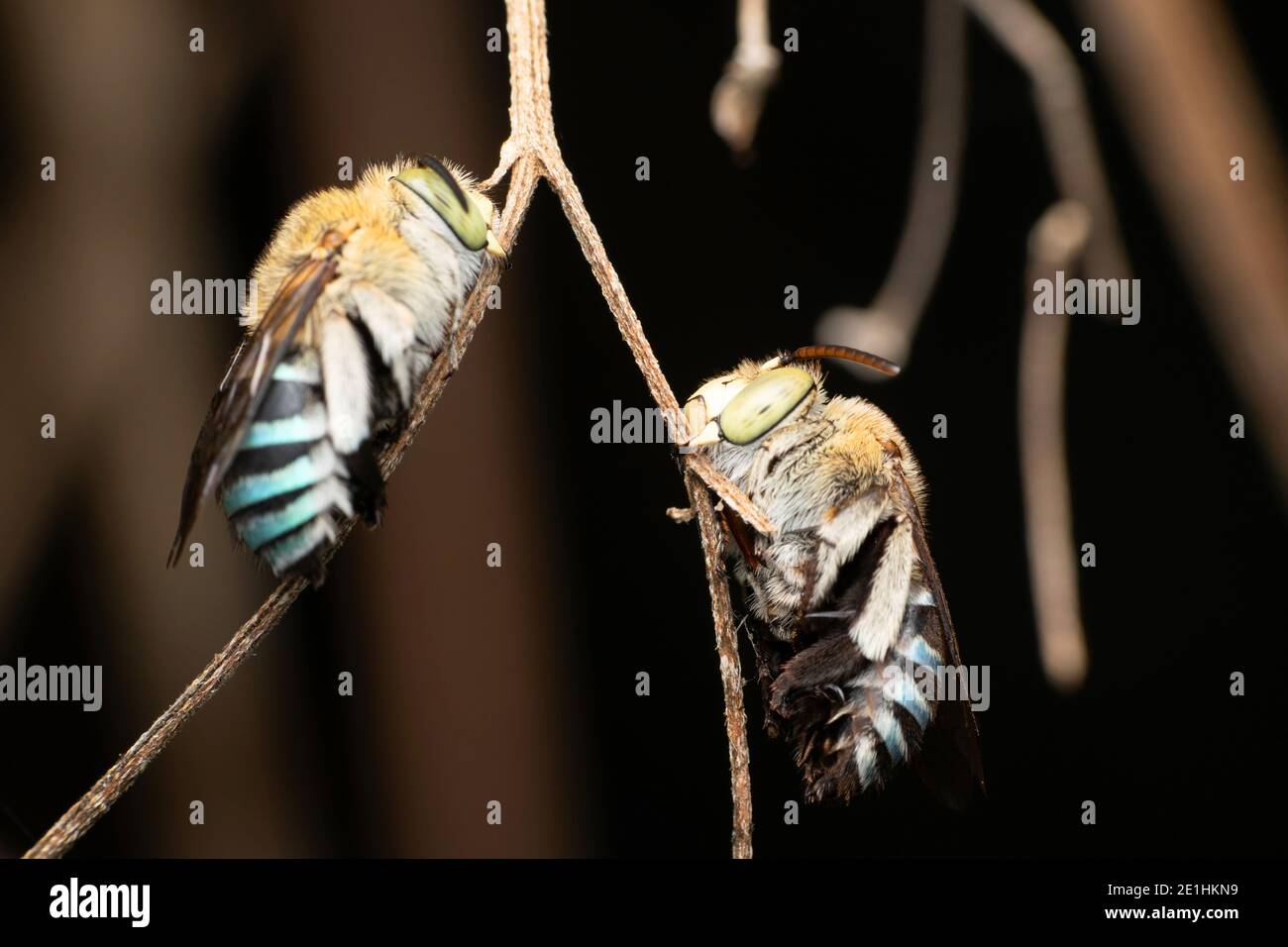 Pair of blue banded bee, Amegilla cinguata, Pune, Maharashtra, India Stock Photo