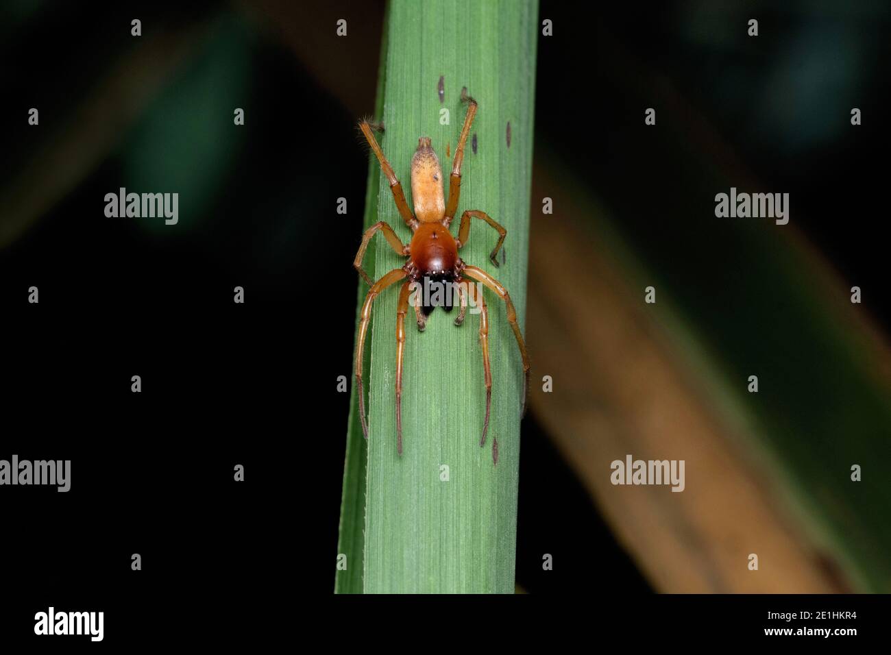 Yellow sack spider, Cheiracanthium punctorium, Satara, Maharashtra, India Stock Photo