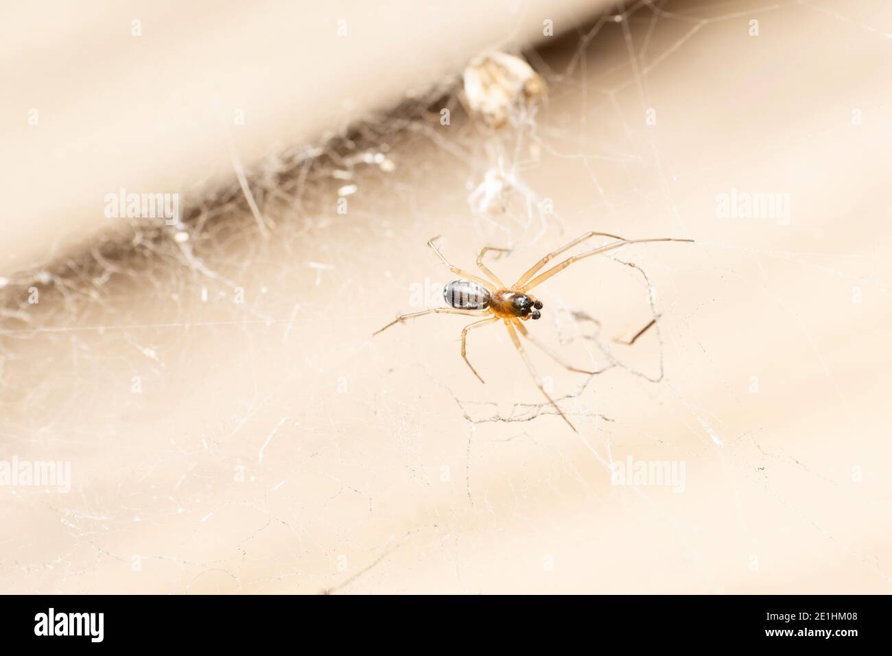 Tangled web Spider, Linyphia triangularis, Satara, Maharashtra, India Stock Photo