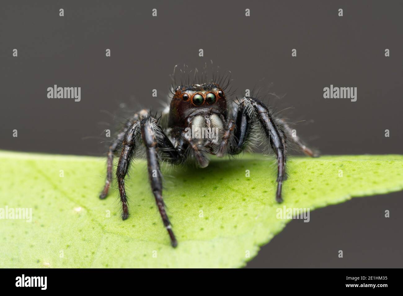 Male Jumping spider, Carhottus viddus, salticidae, Satara, Maharashtra, India Stock Photo