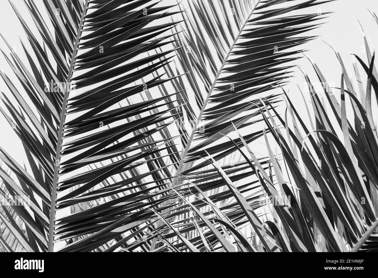 Background image palm leaves Black and White Stock Photos & Images - Alamy