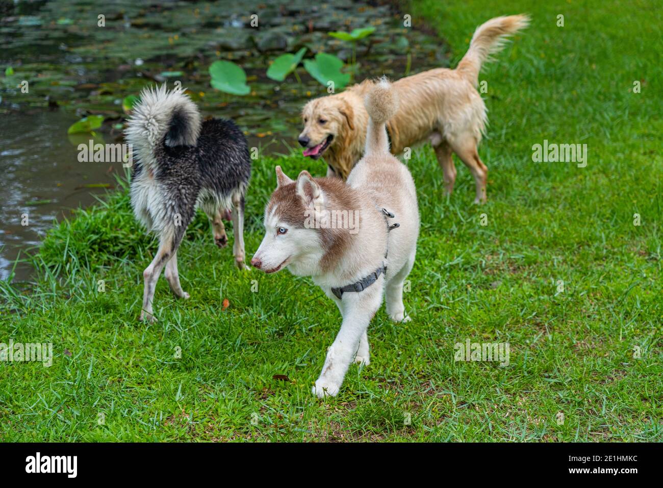 Three cute alaskan malamute husky and golden dog at the park
