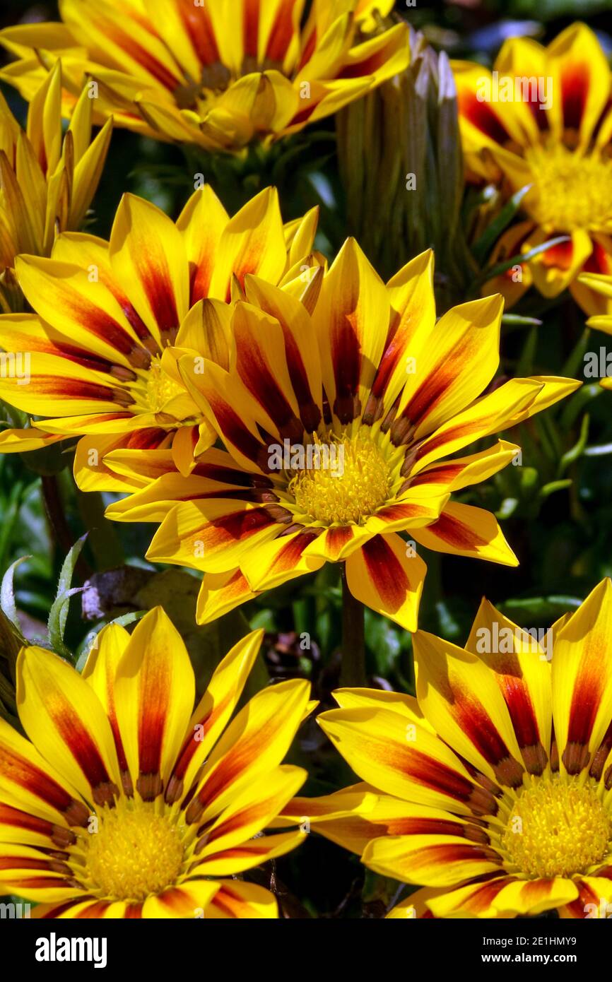 Gazania Tiger Stripes Flowers are daisy-like in shades of red and yellow stripes Stock Photo