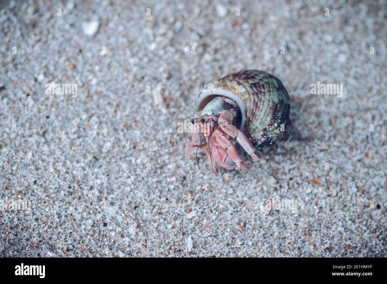 common periwinkle coming out of the shell in a beach has a broadly ovate thick and sharply pointed shell and contains whorls. fine threads and wrinkle Stock Photo