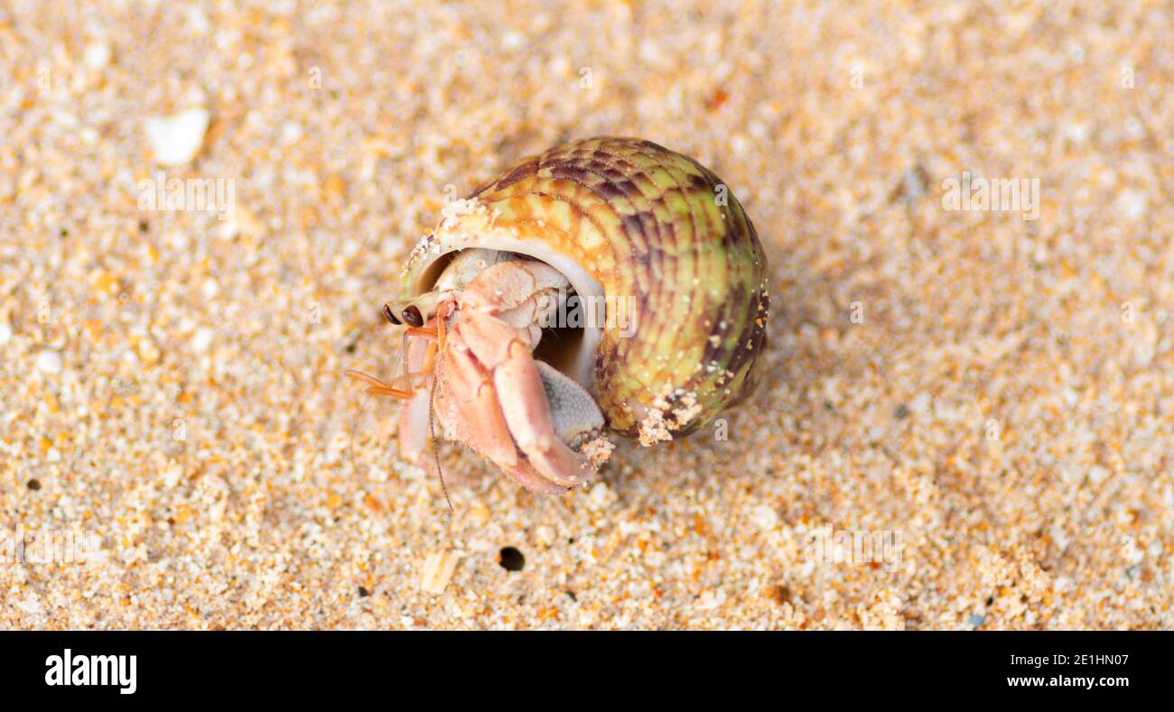 common periwinkle coming out of its shell in a beach has a broadly ovate thick and sharply pointed shell and contains whorls. fine threads and wrinkle Stock Photo