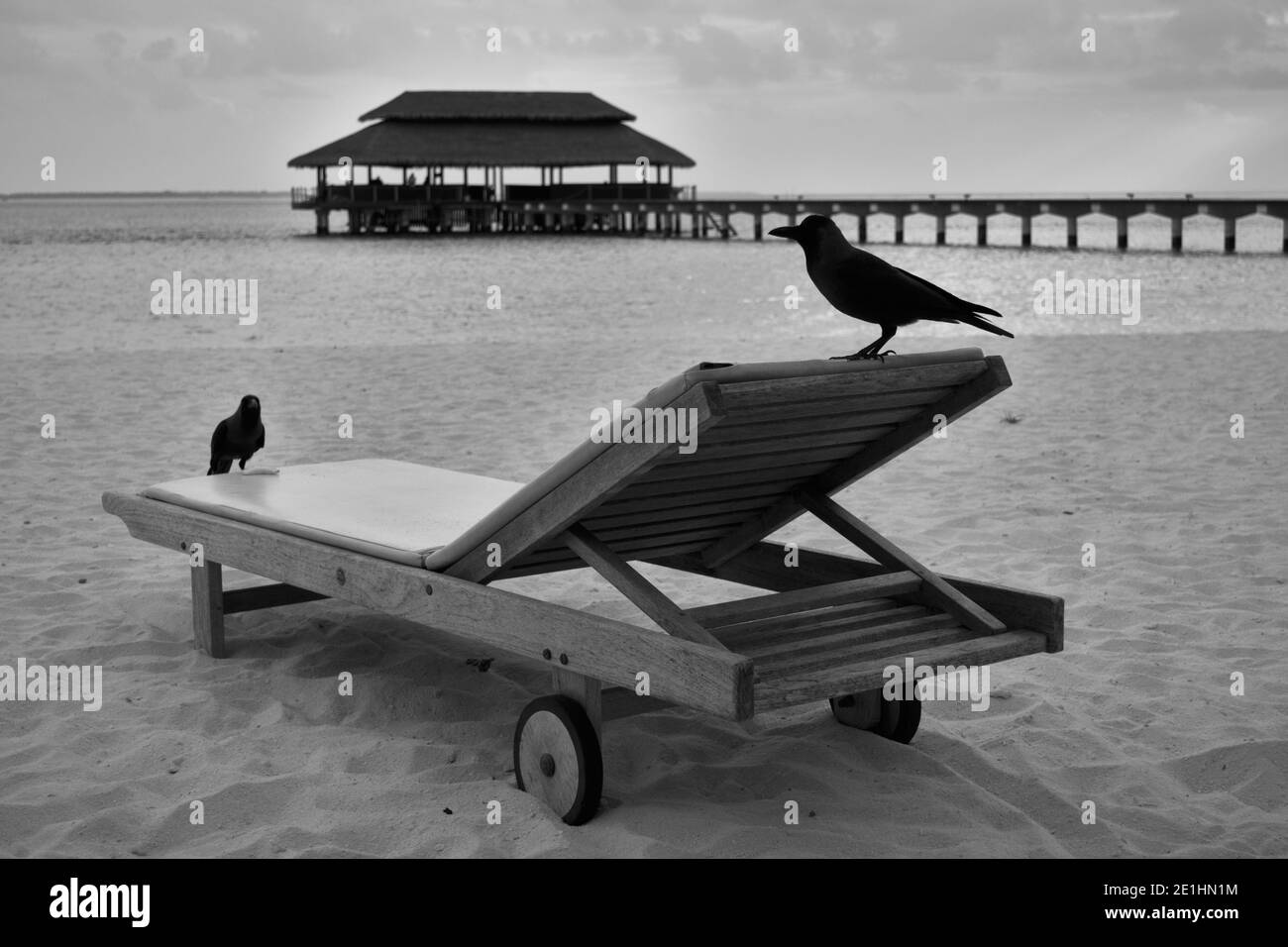 crows over a beach chair, Maldives Stock Photo