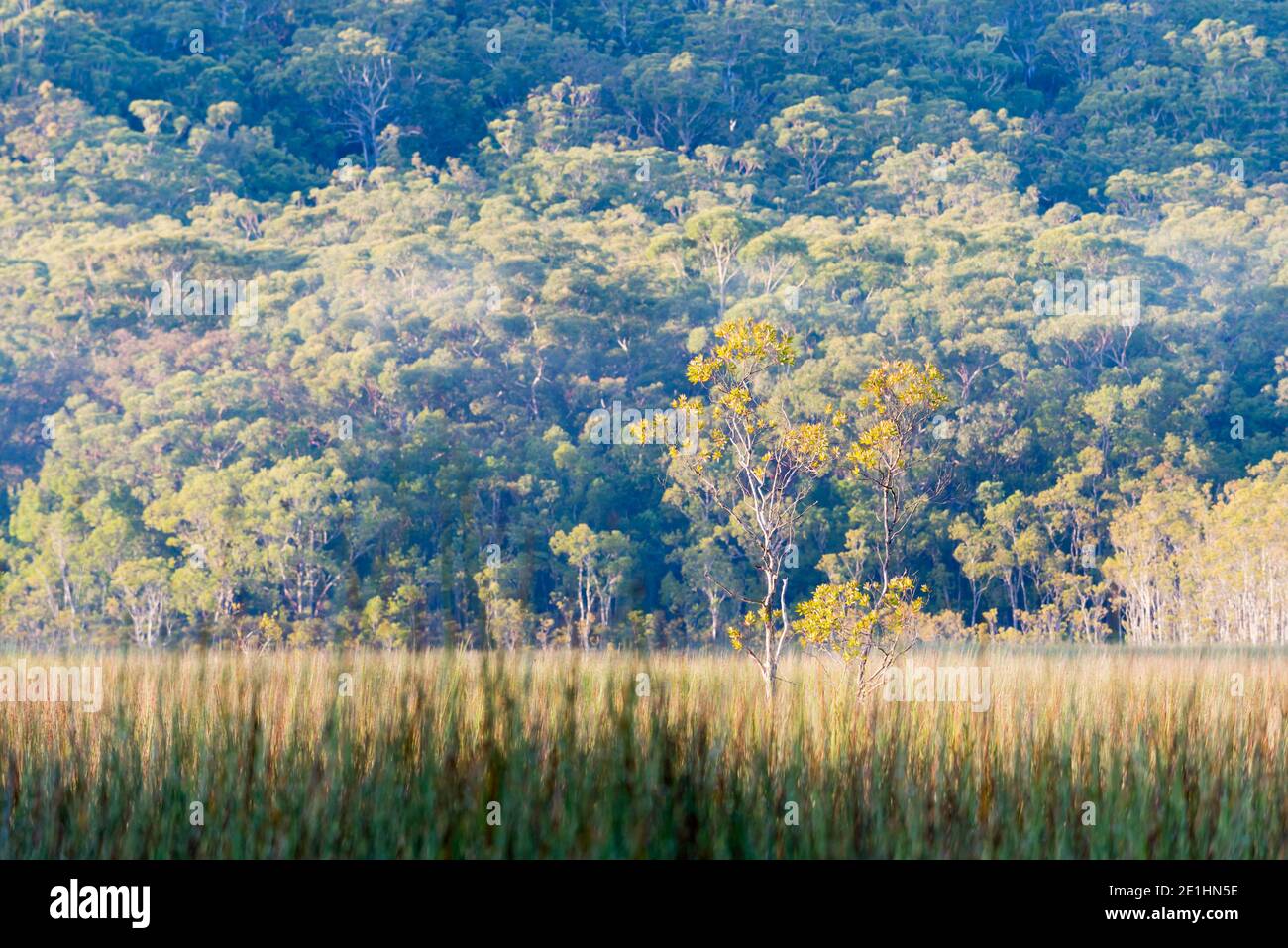A single native Grevillea shrub stands above reed beds and marshes in a wetland area on the eastern edge of the Tomaree National Park at Shoal Bay NSW Stock Photo