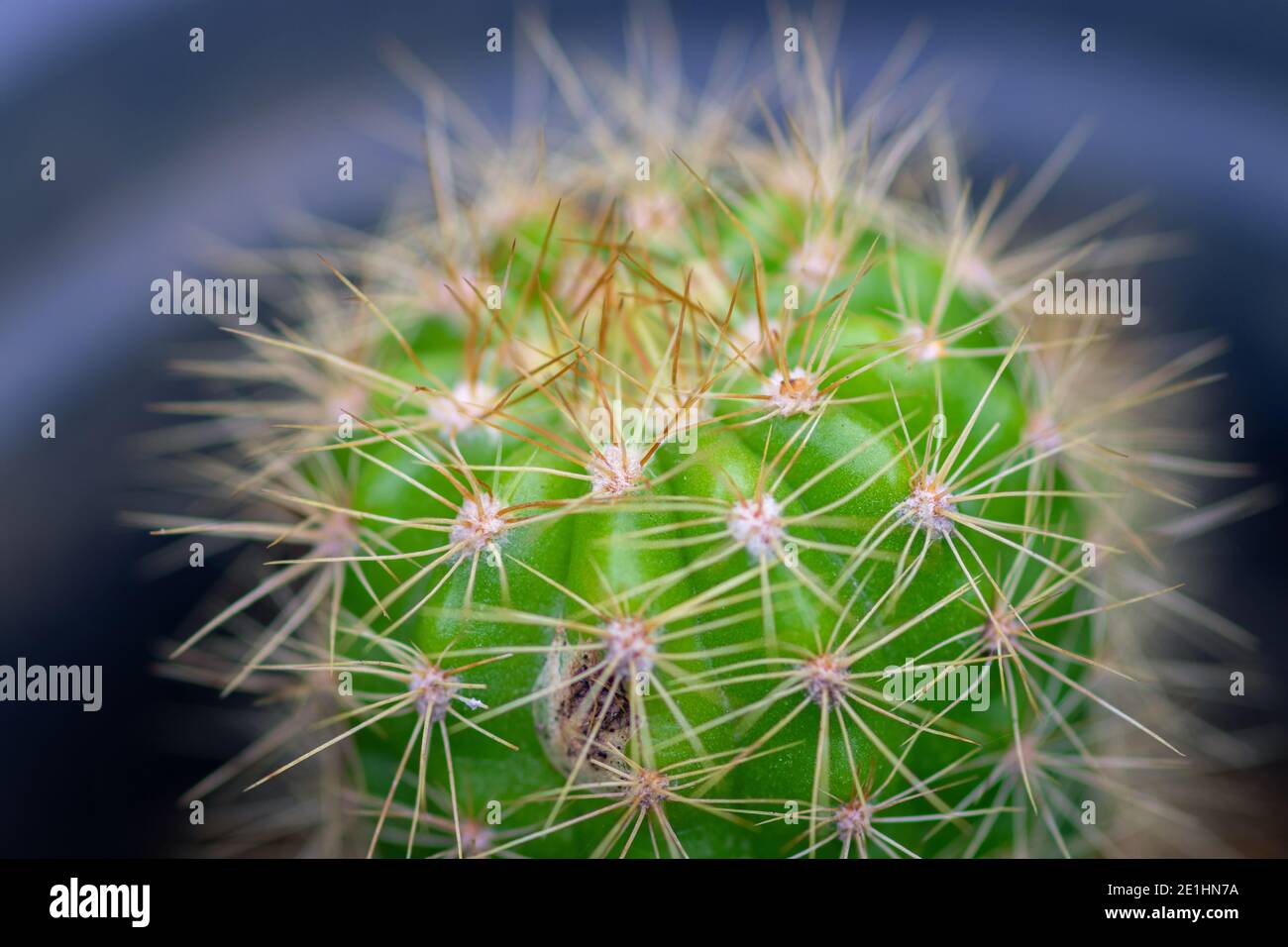Golden Barrel Cactus plant in a pot and its spines close up macro photo, beautiful garden plant which requires less water and more sun. Stock Photo