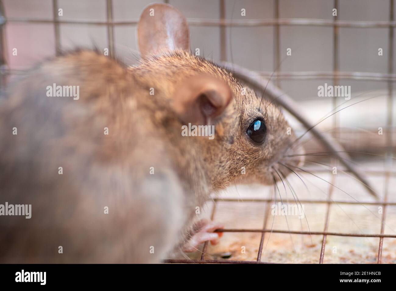 Domestic rat trapped in a cage, back into a corner and looking for a way to escape. Stock Photo