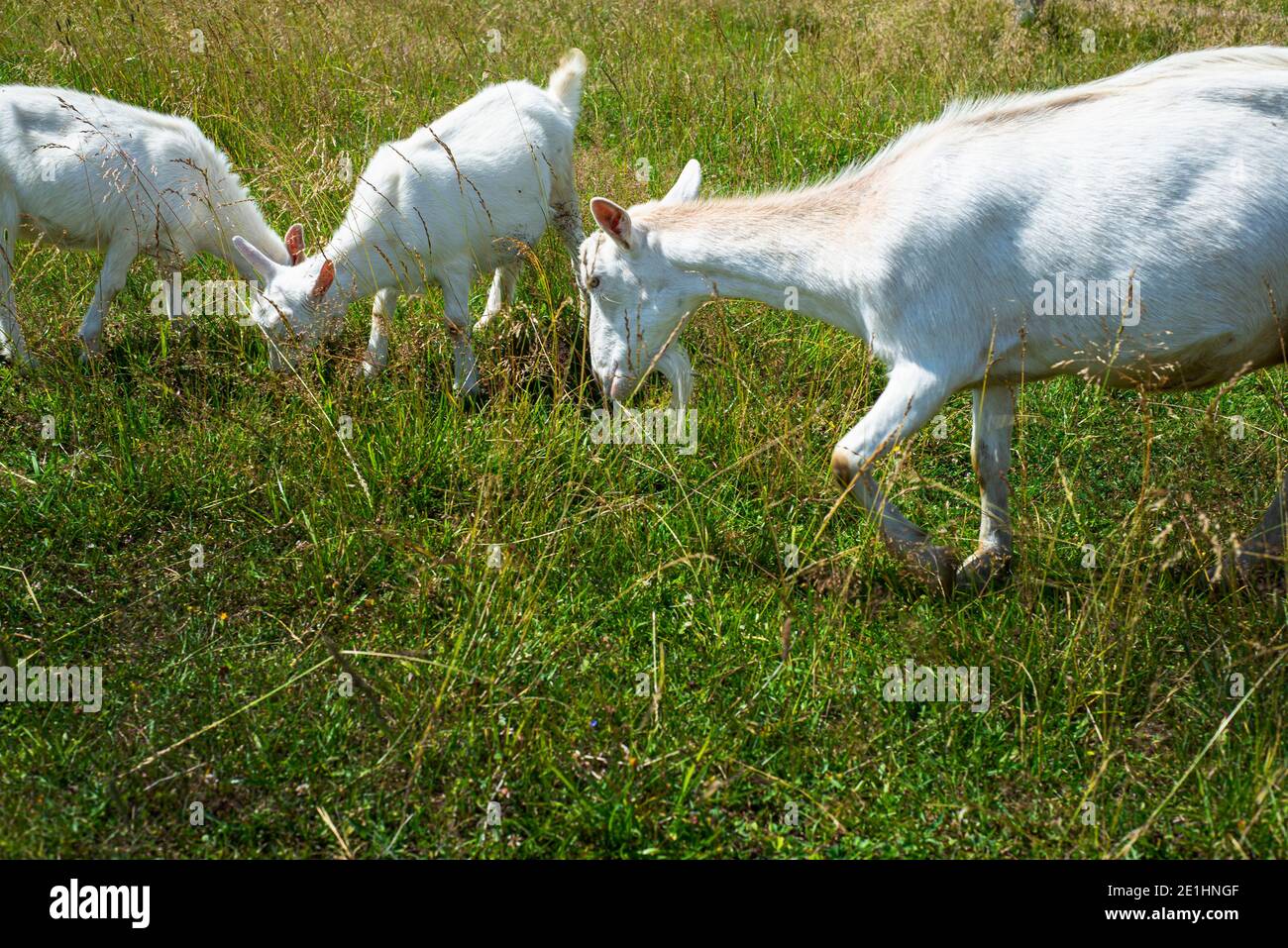 White hornless goat in a green pasture. Stock Photo