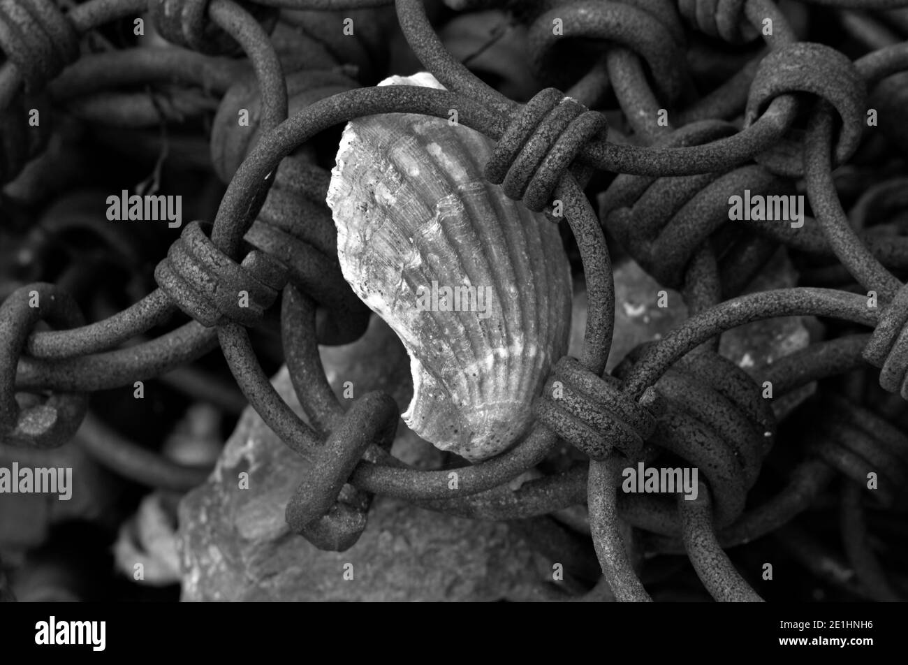 seashell trapped between rusty chains, black and white Stock Photo
