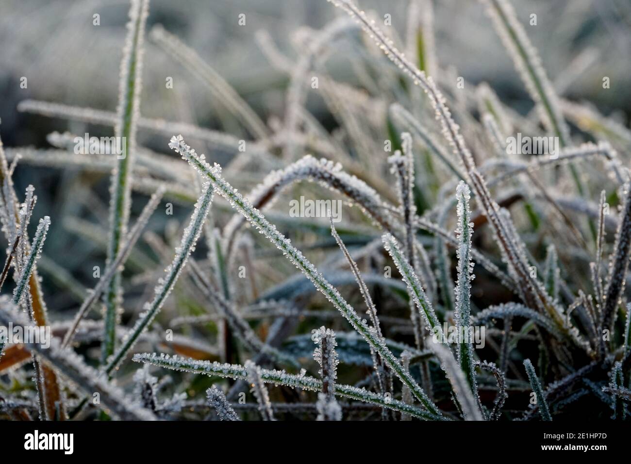 Frost on the grass. Ice crystals on meadow grass close up. Nature ...