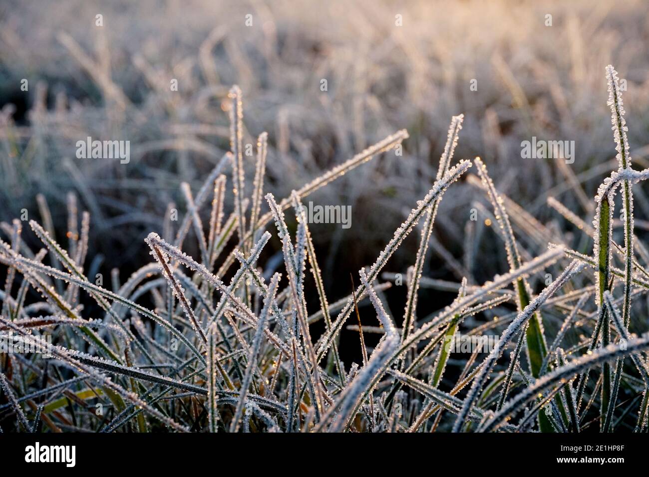 Frost on the grass. Ice crystals on meadow grass close up. Nature ...