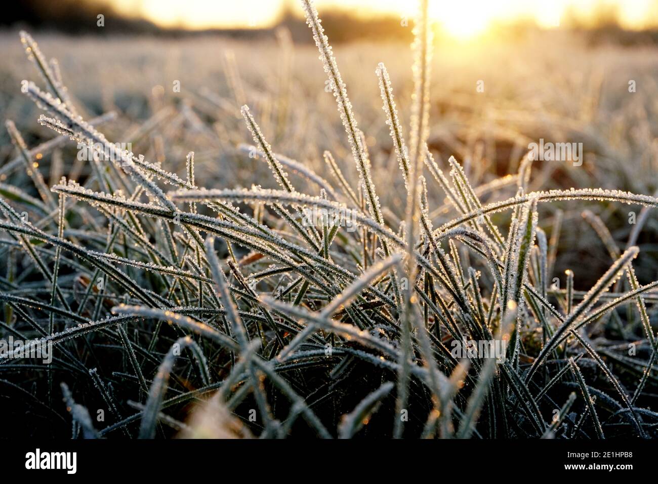 Frost on the grass. Ice crystals on meadow grass close up. Nature ...