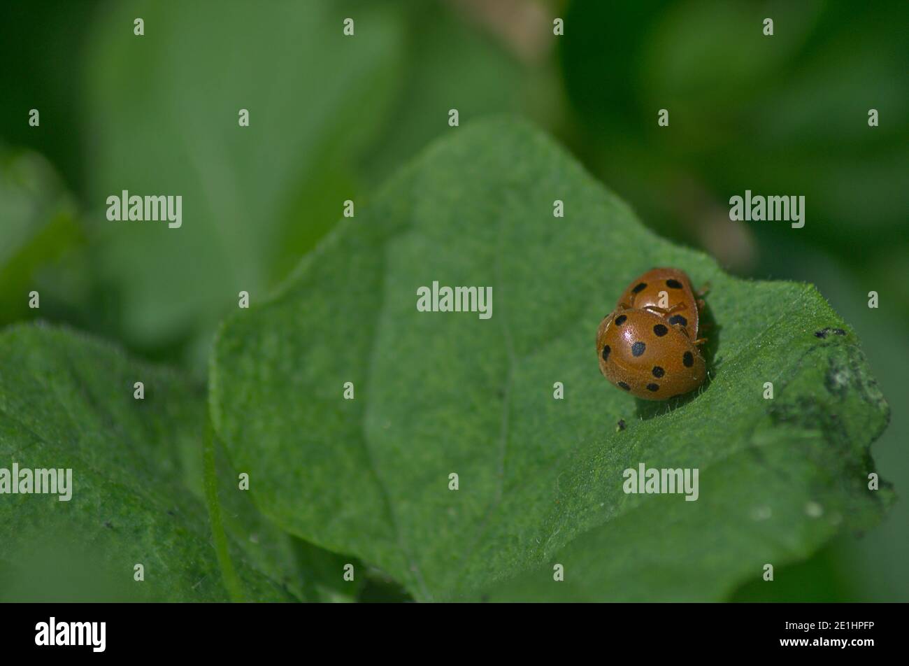 Ladybugs mating over a leaf Stock Photo - Alamy