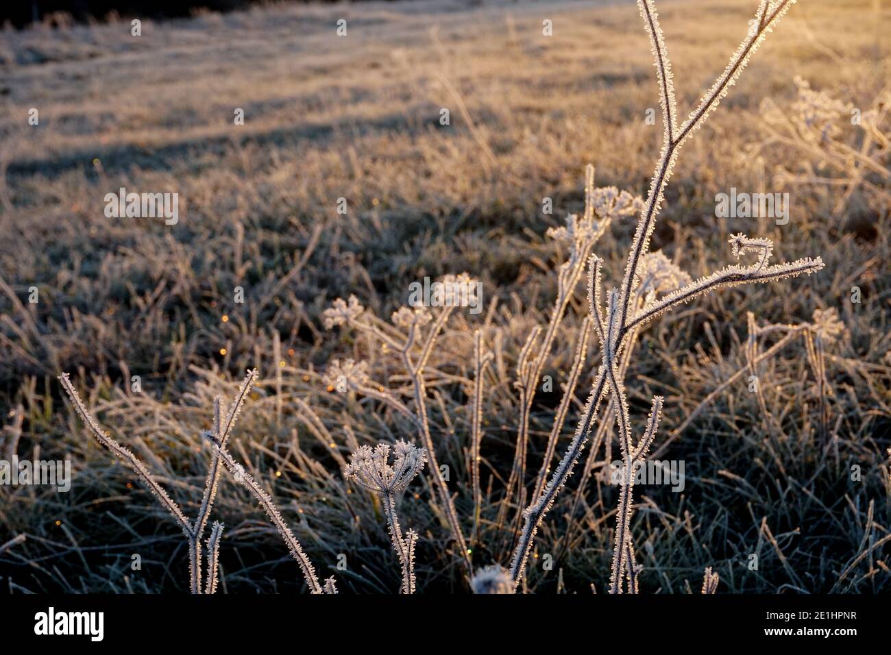 Frost on the grass. Ice crystals on meadow grass close up. Nature ...