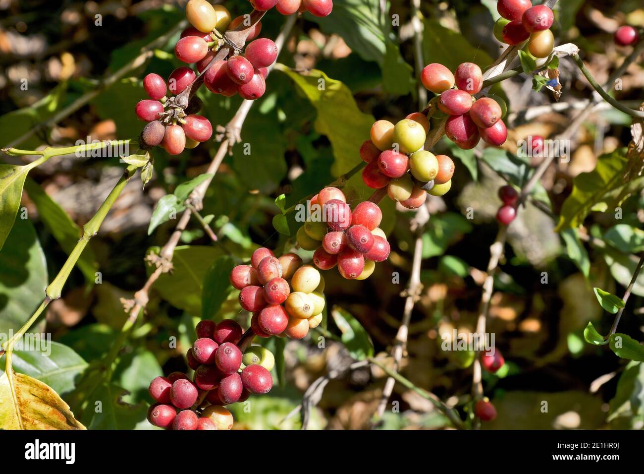 Fresh cherry coffee bean on tree branch in Guatemala, Central America, Antigua Stock Photo