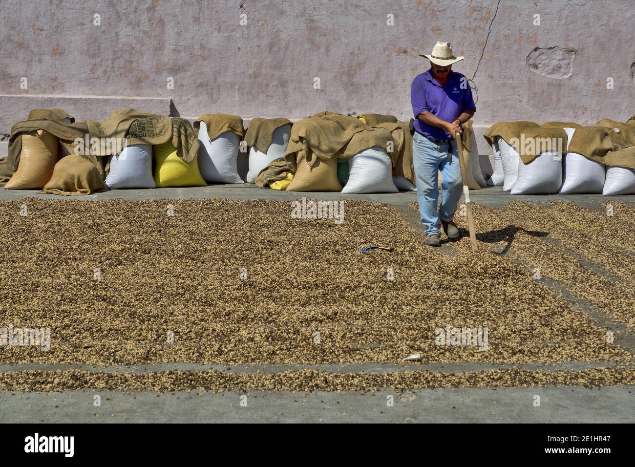 A farmer is drying coffee beans in the sun. Antigua, Guatemala, Central America Stock Photo